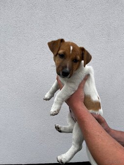 Mała dama, wielkie serce – Jack Russell z rodowodem czeka - 2