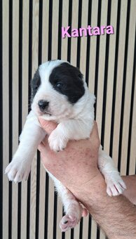 Owczarek środkowoazjatycki ... szczenięta FCI - 2