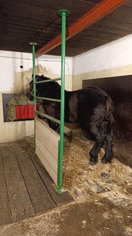 Sprzedam ogierka - 2