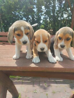 Beagle szczenieta - 2