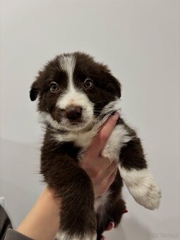 Szczeniaki border collie - 2