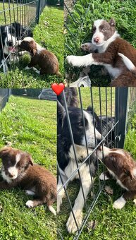 Puppies border collie - 2