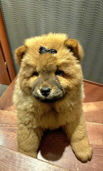 Sunia/suka/suczka ChowChow - 2