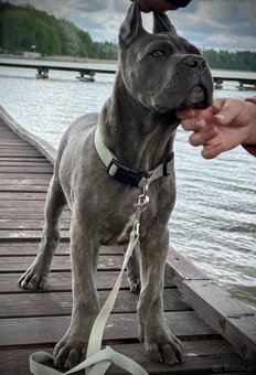 Cane Corso Ksin Fargo Fci - 2