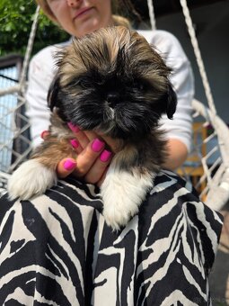Pieski rasy Shih- tzu - 2