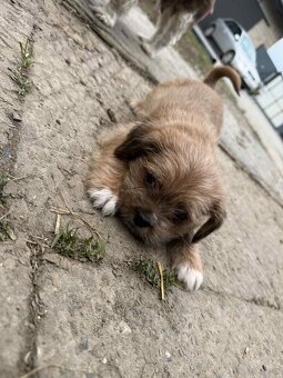 Szczeniaki shih tzu - 2