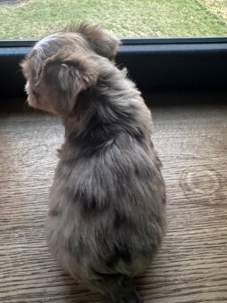 York shire terier suczka - 2