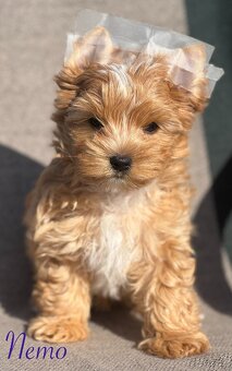 Yorkshire Terrier - 2