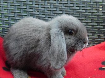 Niebieskie baranki mini lop - 2