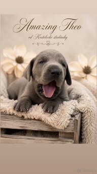Niebieski dog niemiecki 💙🐾 o doskonałym rodowodzie - 2