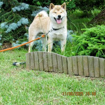 Shiba Inu, dziesięciomiesięczny, czerwony piesek - 2