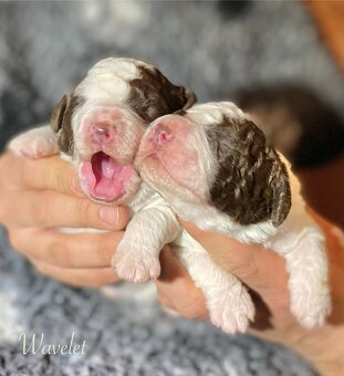 Hiszpański pies dowodny - z rodowodem FCI - 2