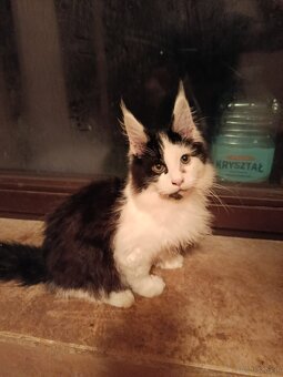 Ładny kocurek maine coon - 2