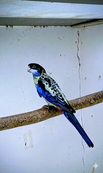 Prodám rosela zoltawa - 2