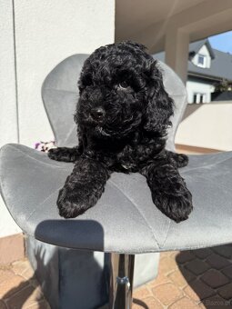Cockapoo - pudel miniaturowy - 2