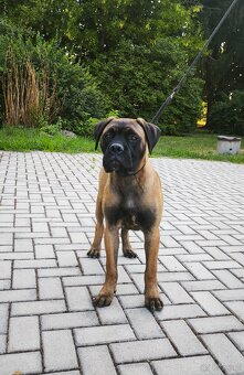 Bulmastif s PP/ Bullmastif/ Bulmastiff - 2