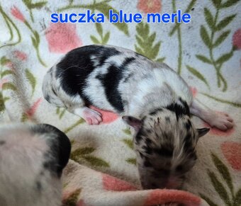 Szczeniak border collie blue merle hodowla ZKWP FCI - 2