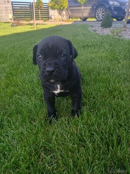 Cane corso - 2