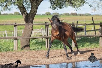 Napa - Lusitano mare - 2