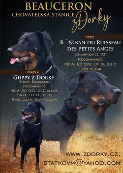 Beauceron - Owczarek francuski - 2