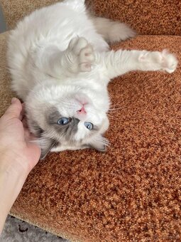 Sprzedam kota rasy Ragdoll FPL/FIFE - 2