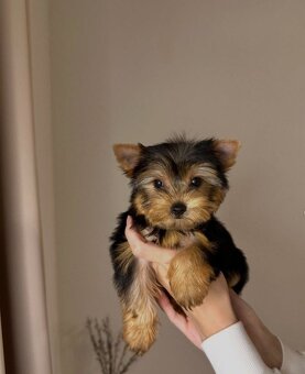 Szczeniak rasy yorkshire terrier
- 2