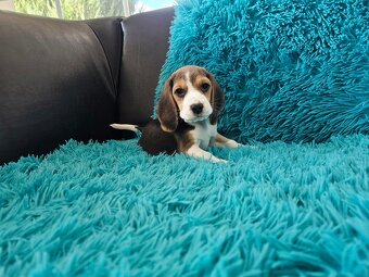 BEAGLE-ZKwP/FCI , po champ., różne kolory - 2