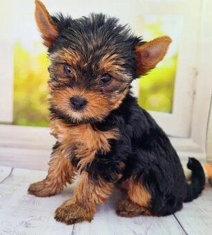Niesamowicie piękny szczeniak rasy Yorkshire Terrier.
 - 2