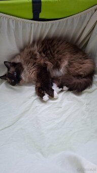 Ragdoll - 2