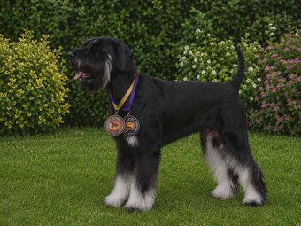RIESEN SCHNAUZER - 2