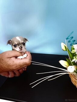 Chihuahua Niebieski Krótkowłosy Królewicz - 2