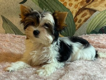 Suczka Biewer Yorkshire Terrier FCI / ZKwP - 2