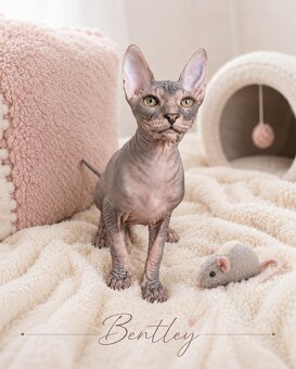 Don sphynx - 2
