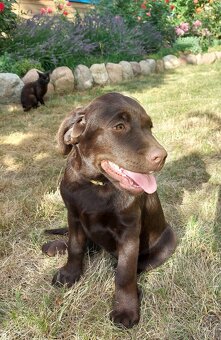 Labrador czekoladowy szczenię-piesek - 2