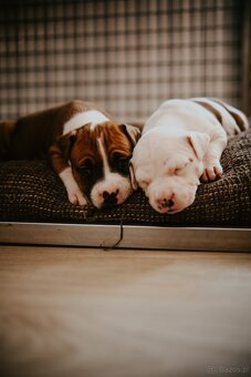Szczenięta amstaff - 2