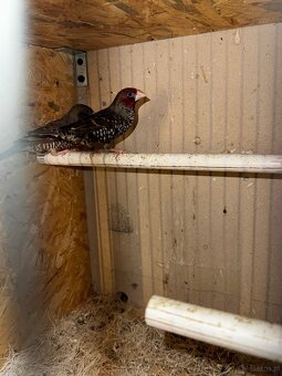 Amadyny Czerwonogłowe - 2