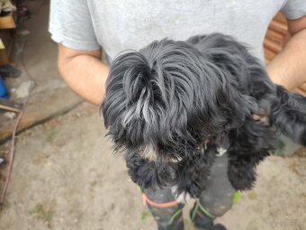 Suczka Shih-tzu - 2