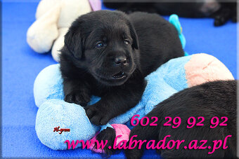 Labrador retriever czarne szczenięta - 2
