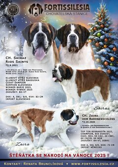 Bernardyn-szczenięta - 2