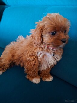 Cavapoo mini suczka - 2