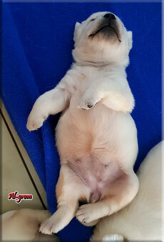 Labrador Retriever żółty/biszkoptowy piesek ZKwP o Warszawa - 2