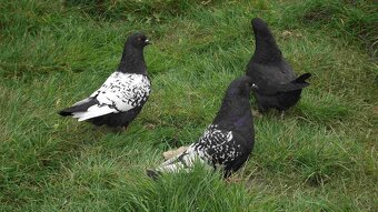 sprzedam gołębie - 2