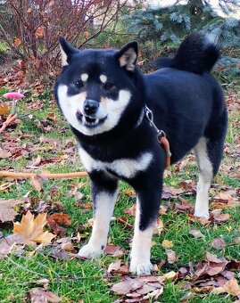 Shiba Inu, roczna suczka, czarna-podpalana - 2