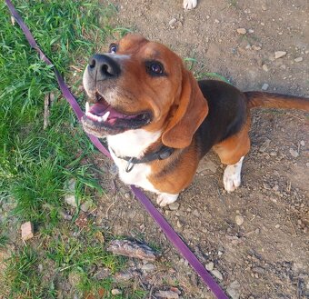 Pies rasy beagle dorosły piesek - 2