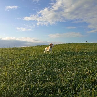 Młoda suczka rasy beagle maści bicolor - 2