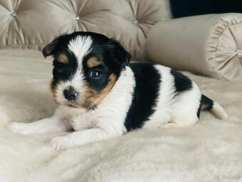 York Biewer - cudna suczka po sprawdzonych przodkach. - 2