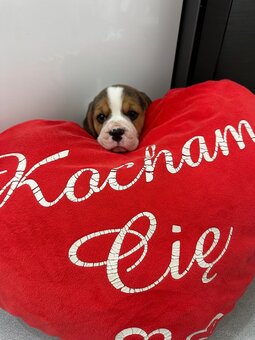 Beagle szczeniak - 2