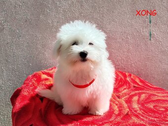 SUCZKA biała Coton De Tulear szczenię ZHPR UCI Kraków - 2