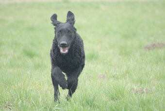 Szczenięta curly coated retriever ZKwP/FCI - 2