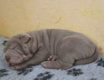 Sharpei, shar pei s PP - 2